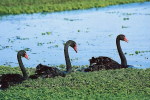 03A 051  @  Bird Swans Oiseaux  Cygnes Vögel  Schwäne Pájaros  Cisnes ( Postal Stationery , Articles Postaux ) - Schwäne