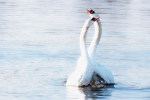 03A 052  @    Bird Swans Oiseaux  Cygnes Vögel  Schwäne Pájaros  Cisnes  ( Postal Stationery , Articles Postaux ) - Swans