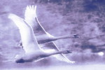 03A 054  @    Bird Swans Oiseaux  Cygnes Vögel  Schwäne Pájaros  Cisnes  ( Postal Stationery , Articles Postaux ) - Schwäne