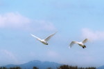 03A 057  @    Bird Swans Oiseaux  Cygnes Vögel  Schwäne Pájaros  Cisnes  ( Postal Stationery , Articles Postaux ) - Cygnes