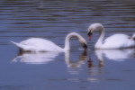 03A 058  @    Bird Swans Oiseaux  Cygnes Vögel  Schwäne Pájaros  Cisnes  ( Postal Stationery , Articles Postaux ) - Swans