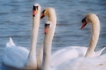 03A 061  @    Bird Swans Oiseaux  Cygnes Vögel  Schwäne Pájaros  Cisnes  ( Postal Stationery , Articles Postaux ) - Swans