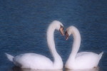 03A 064  @    Bird Swans Oiseaux  Cygnes Vögel  Schwäne Pájaros  Cisnes  ( Postal Stationery , Articles Postaux ) - Swans