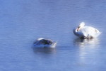 03A 072  @    Bird Swans Oiseaux  Cygnes Vögel  Schwäne Pájaros  Cisnes  ( Postal Stationery , Articles Postaux ) - Swans