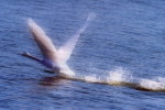 03A 074   @    Bird Swans Oiseaux  Cygnes Vögel  Schwäne Pájaros  Cisnes  ( Postal Stationery , Articles Postaux ) - Cisnes