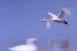 03A 078   @    Bird Swans Oiseaux  Cygnes Vögel  Schwäne Pájaros  Cisnes  ( Postal Stationery , Articles Postaux ) - Swans