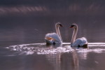 03A 089   @    Bird Swans Oiseaux  Cygnes Vögel  Schwäne Pájaros  Cisnes  ( Postal Stationery , Articles Postaux ) - Swans