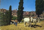 ALLEVATORE  MARCHE - URBINO   VIAGGIATA COME DA FOTO IMMAGINE - Urbino