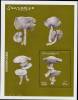 SOMALIE : Champignons   (yvert BF N° 95) Emis En 2002.  (**) - Mushrooms