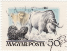 Ungheria - Toro - Mucche