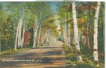 USA – United States – White Birches In The White Mts. NH, Unused Postcard [P6011] - White Mountains