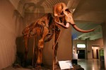 05A  001    @   Fossil  Mammoth Mammuthus   ( Postal Stationery , Articles Postaux ) - Fossielen
