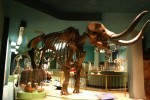 05A  012    @   Fossil  Mammoth Mammuthus   ( Postal Stationery , Articles Postaux ) - Fossiles