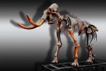 05A  014    @   Fossil  Mammoth Mammuthus   ( Postal Stationery , Articles Postaux ) - Fossielen