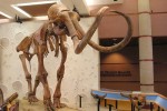 05A  015    @   Fossil  Mammoth Mammuthus   ( Postal Stationery , Articles Postaux ) - Fossils