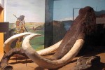 05A  017    @   Fossil  Mammoth Mammuthus   ( Postal Stationery , Articles Postaux ) - Fósiles