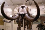 05A  025    @   Fossil  Mammoth Mammuthus   ( Postal Stationery , Articles Postaux ) - Fósiles