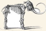 05A  028    @   Fossil  Mammoth Mammuthus   ( Postal Stationery , Articles Postaux ) - Fossils