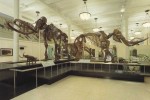 05A  038    @   Fossil  Mammoth Mammuthus   ( Postal Stationery , Articles Postaux ) - Fossils