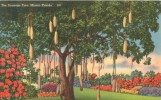 USA – United States – The Sausage Tree, Miami, Florida, Unused Linen Postcard [P6074] - Miami