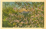 USA – United States – Apple Blossom Time, Winchester, VA, Unused Linen Postcard [P6106] - Otros & Sin Clasificación