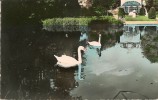 AULNAY-sous-BOIS    Les Cygnes Du Parc Municipal Du Vieux Pays - Aulnay Sous Bois