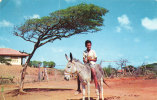 Dididivi Tree - Curaçao