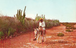 Typical Country Road - Curaçao