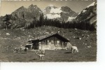 Kandersteg Alpweide Beim Oeschinensee, Kühe, Vaches - Kandersteg