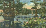 USA – United States – Reelfoot Lake Near Memphis, Tennessee, 1951 Used Linen Postcard [P6186] - Memphis