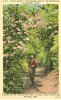 USA – United States – Wiley Oakley, The Roaming Man Of The Mountains, Gatlinburg, Tennessee, Unused Linen Postcard[P6187 - Andere & Zonder Classificatie