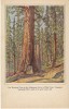 Yosemite National Park California, Wawona Tree Mariposa Grove Big Tree, C1920s/30s Vintage H.S. Crocker Co. Postcard - USA Nationale Parken