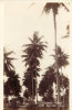 Cocoanut Trees Real Photocard - Papoea-Nieuw-Guinea