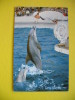 MARINELAND OF THE PACIFIC Palos Verdes Southern California,Dolphins - Delphine