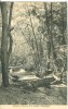 USA – United States – Scene In Ravenna Park, Seattle, Washington, Early 1900s Unused Postcard [P6260] - Seattle