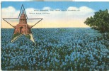 USA – United States – Blue Bonnets, The Texas State Flower, Texas State Capitol, 1946 Used Linen Postcard [P6274] - Otros & Sin Clasificación