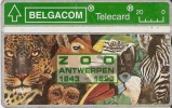 TARJETA DE BELGICA DE UN GUACAMAYO,CEBRA,CHIMPANCE,ETC. (PARROT) - Papegaaien & Parkieten