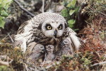 (Y47-003 ) Owl Bird Oiseaux Hiboux Chouettes Búhos Uilen, Postal Stationery -Articles Postaux -Postsache F - Uilen