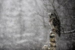(Y47-018 ) Owl Bird Oiseaux Hiboux Chouettes Búhos Uilen, Postal Stationery -Articles Postaux -Postsache F - Uilen