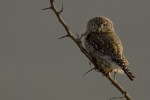 (Y47-020  ) Owl Bird Oiseaux Hiboux Chouettes Búhos Uilen, Postal Stationery -Articles Postaux -Postsache F - Búhos, Lechuza