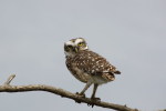 (Y47-024  ) Owl Bird Oiseaux Hiboux Chouettes Búhos Uilen, Postal Stationery -Articles Postaux -Postsache F - Owls