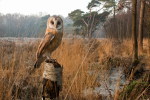 (Y47-028  ) Owl Bird Oiseaux Hiboux Chouettes Búhos Uilen, Postal Stationery -Articles Postaux -Postsache F - Owls