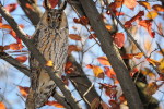 (Y47-029  ) Owl Bird Oiseaux Hiboux Chouettes Búhos Uilen, Postal Stationery -Articles Postaux -Postsache F - Owls