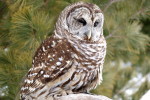 (Y47-034  ) Owl Bird Oiseaux Hiboux Chouettes Búhos Uilen, Postal Stationery -Articles Postaux -Postsache F - Gufi E Civette