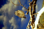 (Y47-039  ) Owl Bird Oiseaux Hiboux Chouettes Búhos Uilen, Postal Stationery -Articles Postaux -Postsache F - Owls