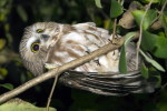 (Y47-040  ) Owl Bird Oiseaux Hiboux Chouettes Búhos Uilen, Postal Stationery -Articles Postaux -Postsache F - Uilen