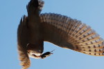 (Y47-043  ) Owl Bird Oiseaux Hiboux Chouettes Búhos Uilen, Postal Stationery -Articles Postaux -Postsache F - Eulenvögel