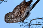 (Y47-044  ) Owl Bird Oiseaux Hiboux Chouettes Búhos Uilen, Postal Stationery -Articles Postaux -Postsache F - Gufi E Civette