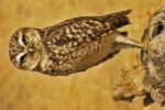 (Y47-048  ) Owl Bird Oiseaux Hiboux Chouettes Búhos Uilen, Postal Stationery -Articles Postaux -Postsache F - Hiboux & Chouettes