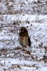 (Y47-049  ) Owl Bird Oiseaux Hiboux Chouettes Búhos Uilen, Postal Stationery -Articles Postaux -Postsache F - Gufi E Civette